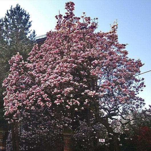 Magnolia x soulangeana 'Alexandrina' ~ Alexandrina Saucer Magnolia-ServeScape