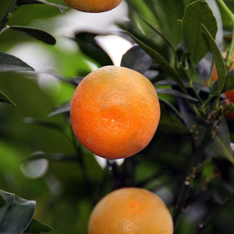 Citrus x citrofortunella mitis ~ Calamondin Orange-ServeScape