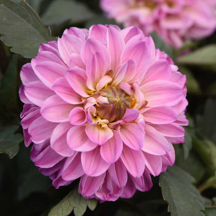 Dahlia hybrida 'KLEDH18127' ~ City Lights™ Lavender Pink Dahlia-ServeScape