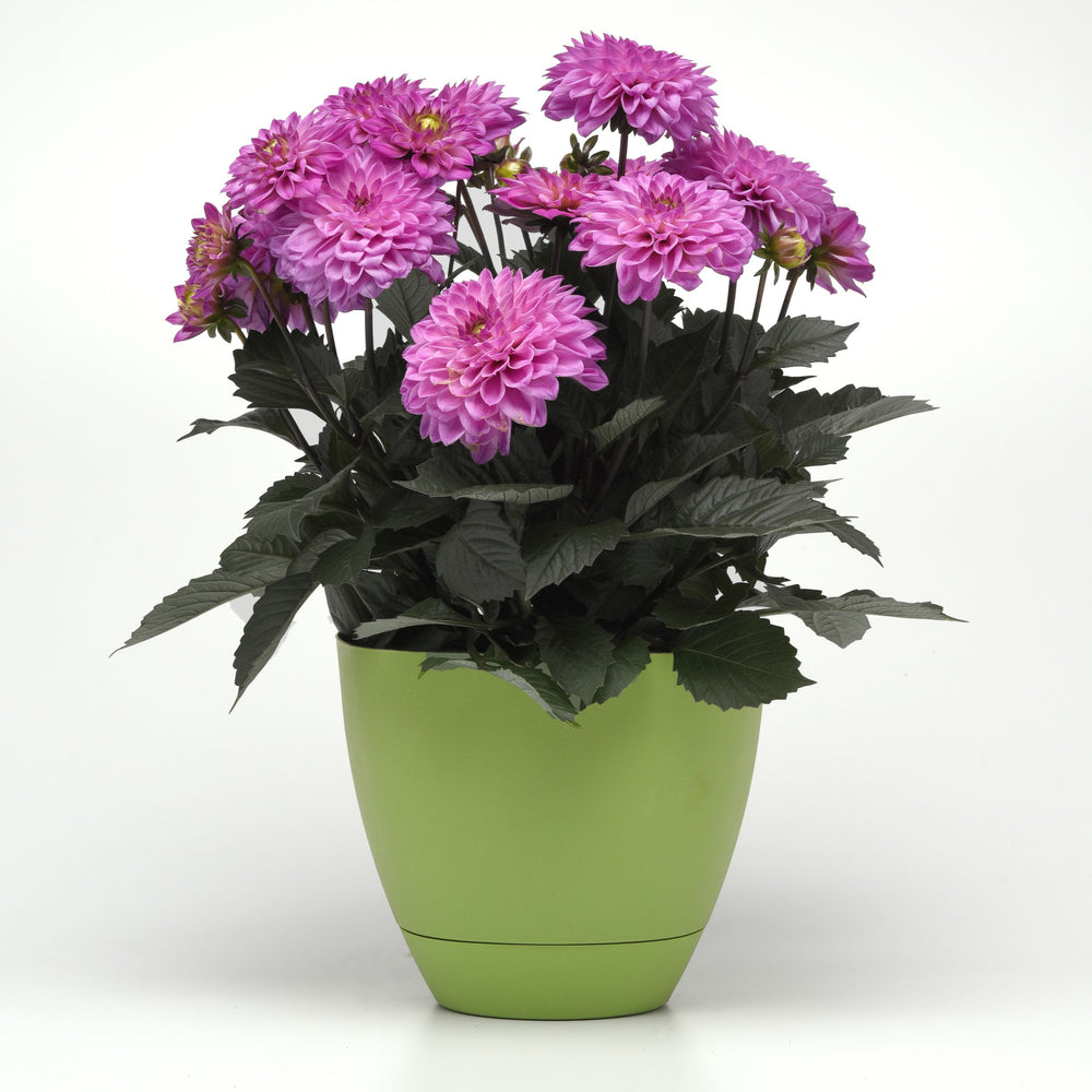 Dahlia hybrida 'KLEDH18127' ~ City Lights™ Lavender Pink Dahlia-ServeScape