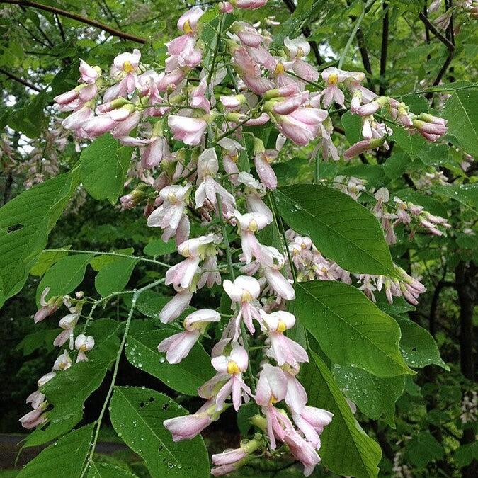 Cladrastis kentukea 'Perkins Pink' ~ Perkins Pink Yellowwood-ServeScape