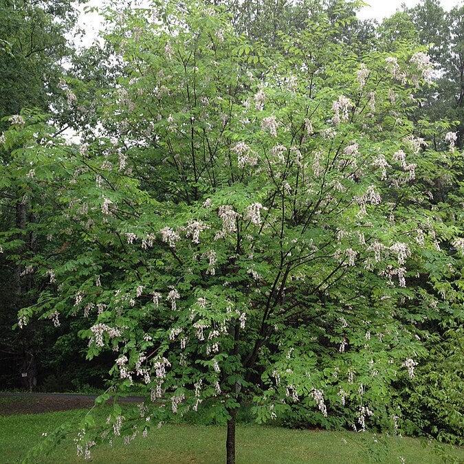 Cladrastis kentukea 'Perkins Pink' ~ Perkins Pink Yellowwood-ServeScape