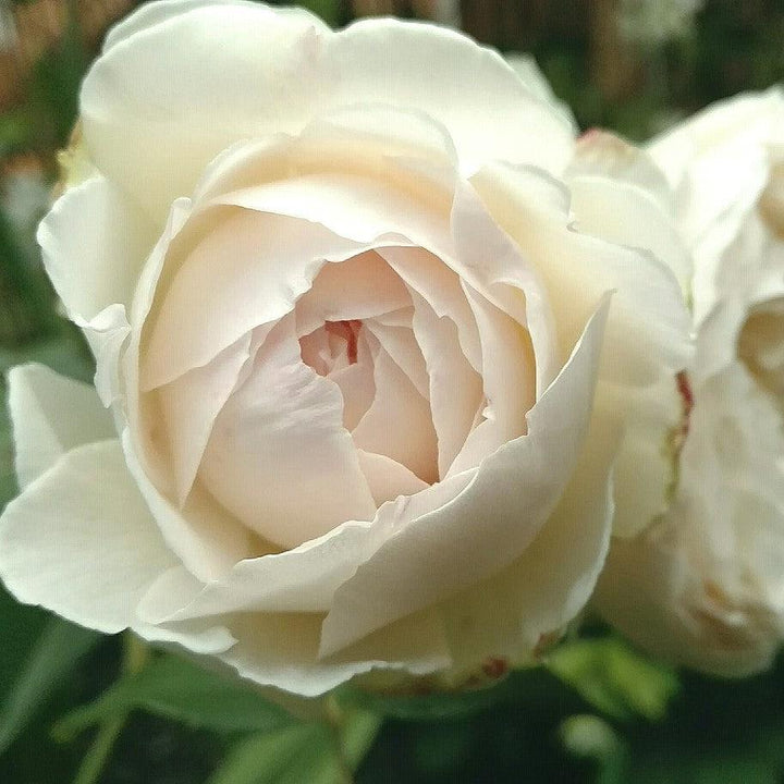 Rosa 'Ausprior' ~ Claire Austin Rose-ServeScape