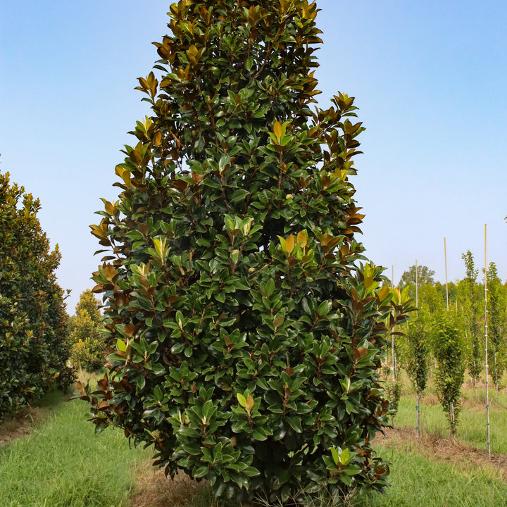 Magnolia grandiflora 'Claudia Wannamaker' ~ Claudia Wannamaker Magnolia-ServeScape