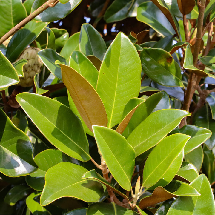 Magnolia grandiflora 'Claudia Wannamaker' ~ Claudia Wannamaker Magnolia-ServeScape