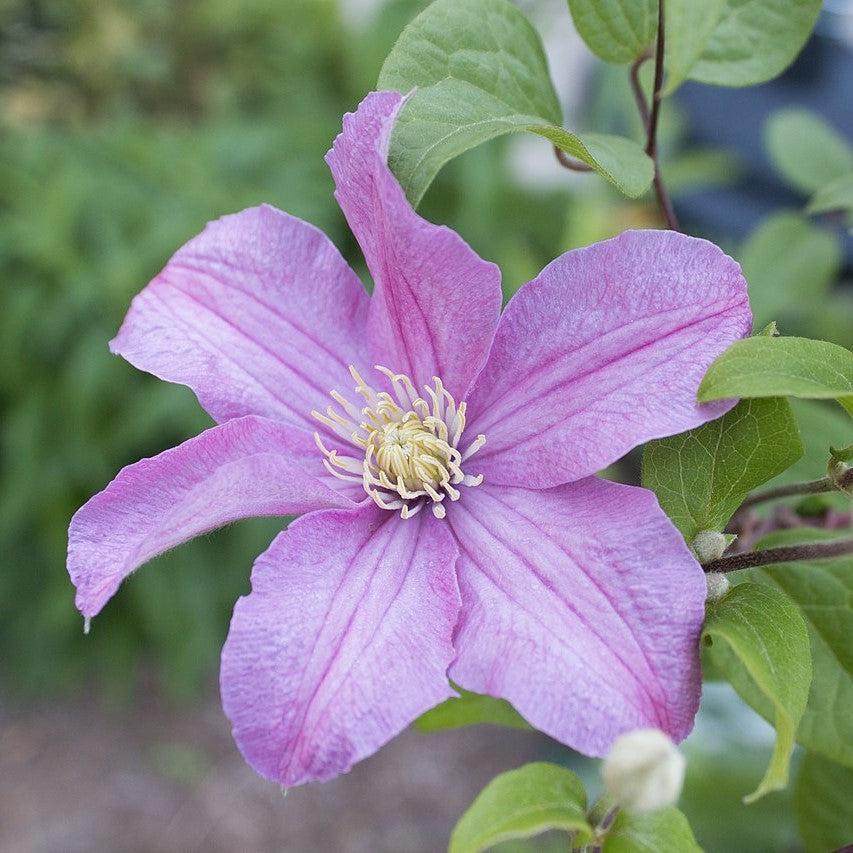 Clematis 'Comtesse de Bouchaud' ~ Comtesse de Bouchaud Clematis-ServeScape
