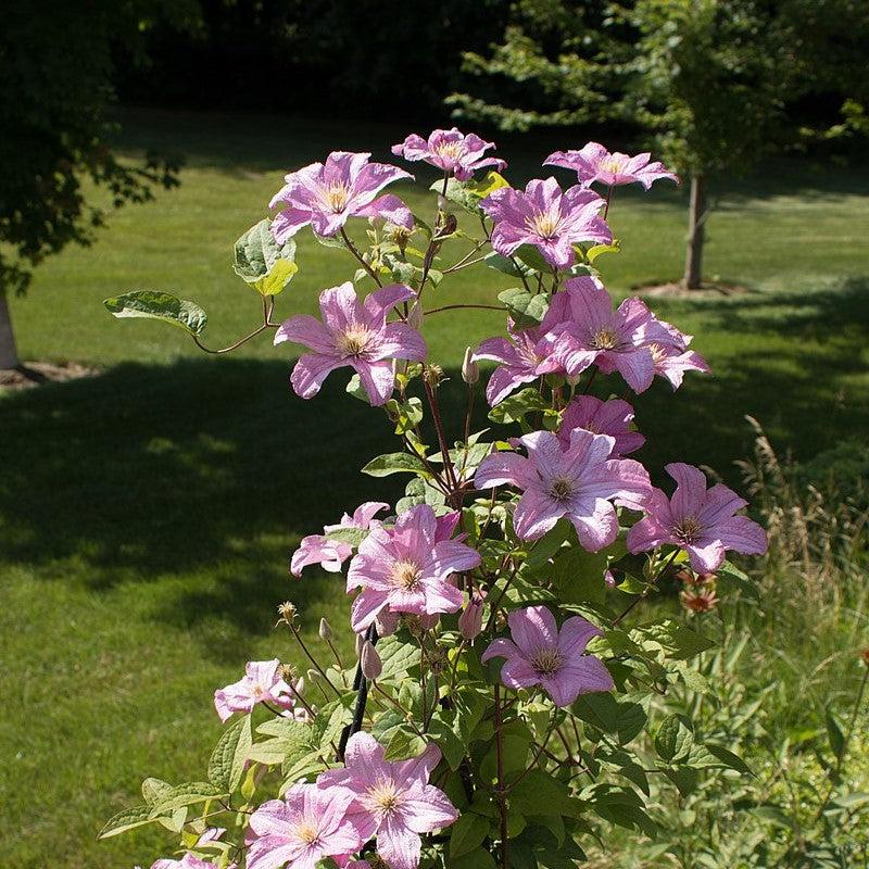 Clematis 'Comtesse de Bouchaud' ~ Comtesse de Bouchaud Clematis-ServeScape