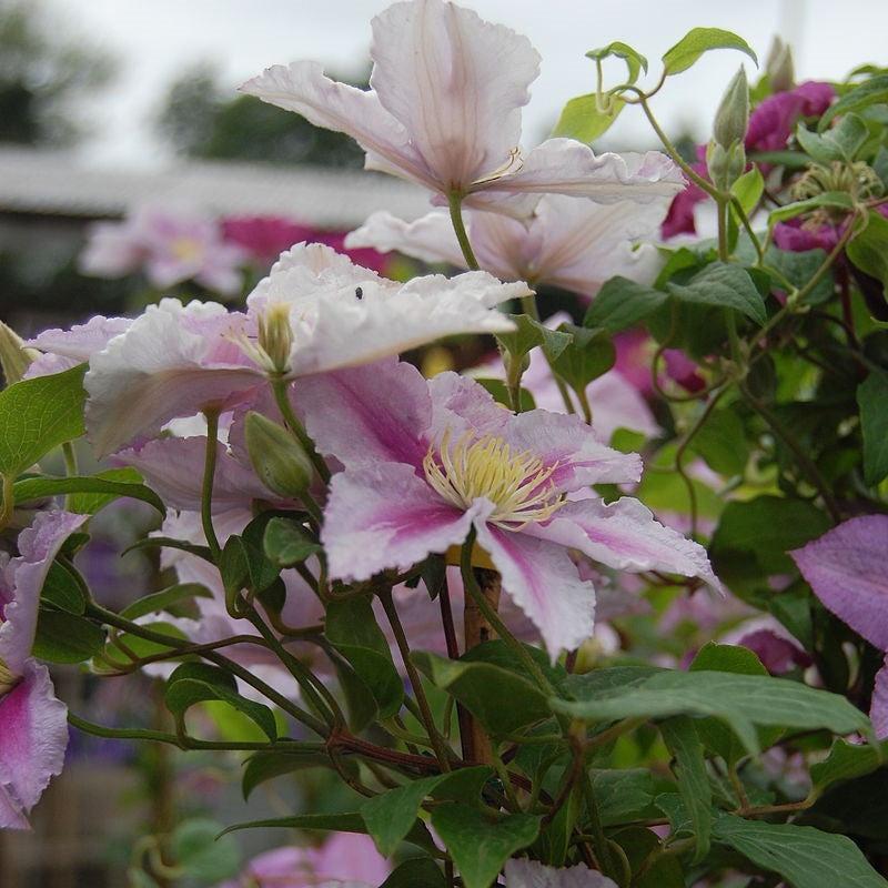 Clematis 'Little Duckling' ~ Piilu® Clematis-ServeScape