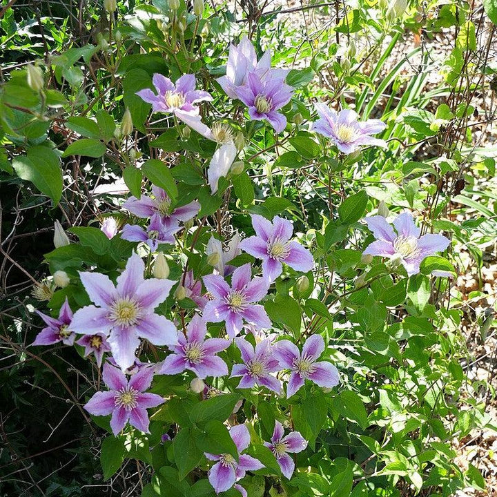 Clematis 'Little Duckling' ~ Piilu® Clematis-ServeScape