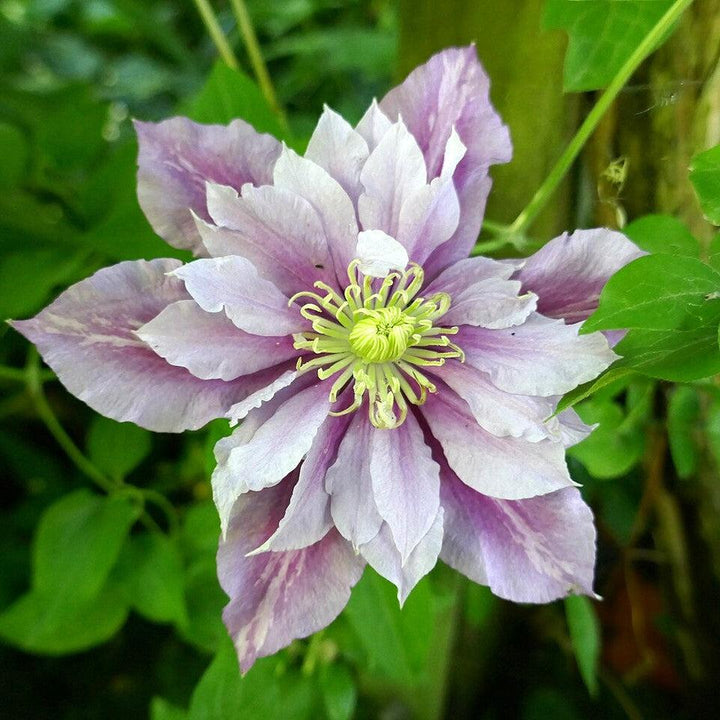 Clematis 'Little Duckling' ~ Piilu® Clematis-ServeScape