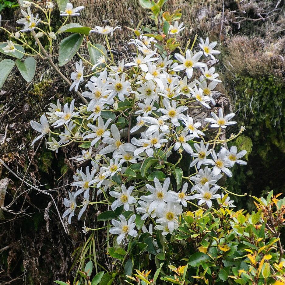 Clematis paniculata ~ Autumn Clematis-ServeScape