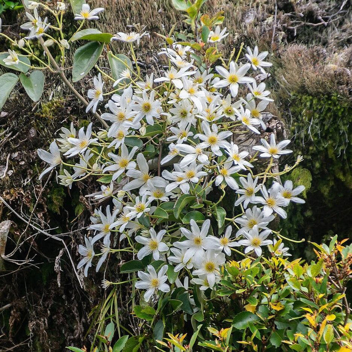 Clematis paniculata ~ Autumn Clematis-ServeScape