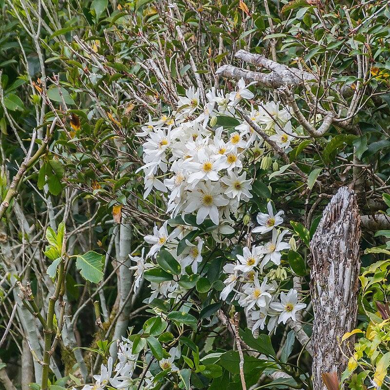 Clematis paniculata ~ Autumn Clematis-ServeScape