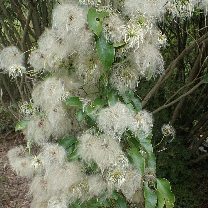 Clematis paniculata ~ Autumn Clematis-ServeScape