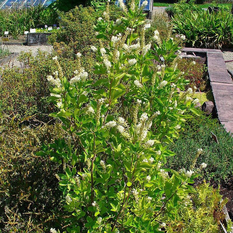 Clethra alnifolia ~ Summersweet-ServeScape