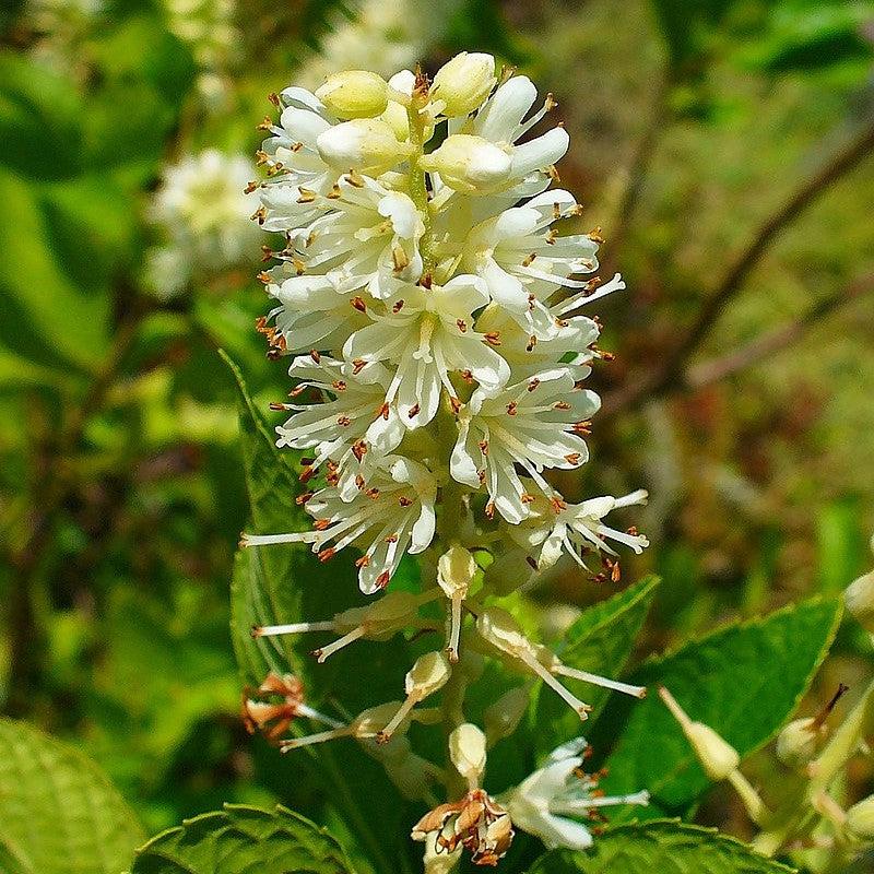 Clethra alnifolia ~ Summersweet-ServeScape