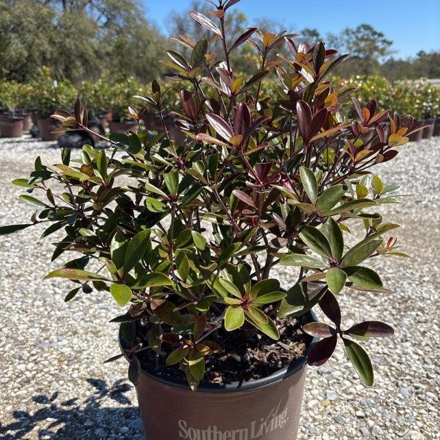 Ternstroemia gymnanthera 'Contherann' ~ LeAnn™ Cleyera-ServeScape