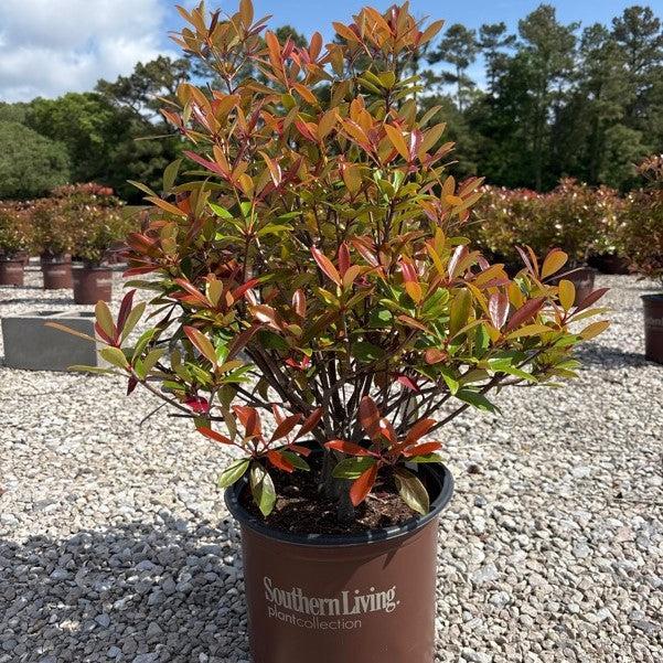 Ternstroemia gymnanthera 'Contherann' ~ LeAnn™ Cleyera-ServeScape