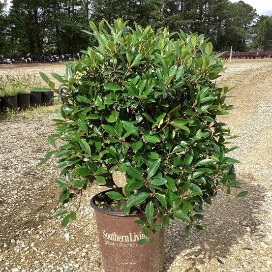 Ternstroemia gymnanthera 'BLTG01' ~ Montague™ Cleyera-ServeScape