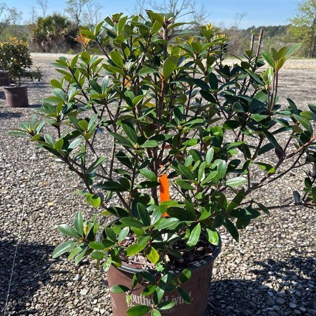 Ternstroemia gymnanthera 'Sotall' PP13680 ~ Bigfoot™ Cleyera-ServeScape