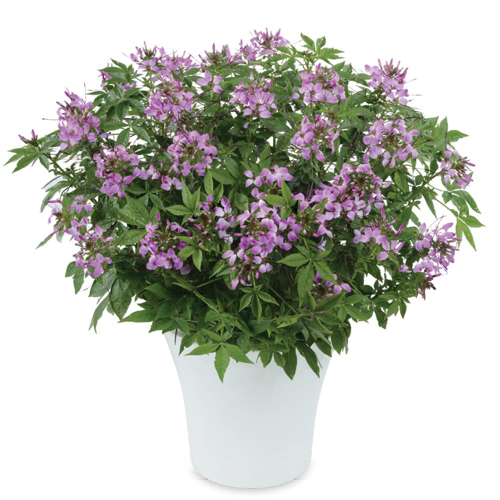 Cleome hybrid 'Clio Magenta' ~ Clio™ Magenta Spider Flower-ServeScape