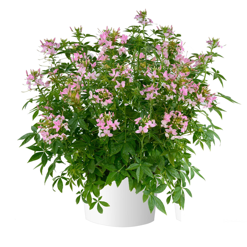 Cleome hybrid 'Clio Pink Lady' ~ Clio™ Pink Lady Spider Flower-ServeScape