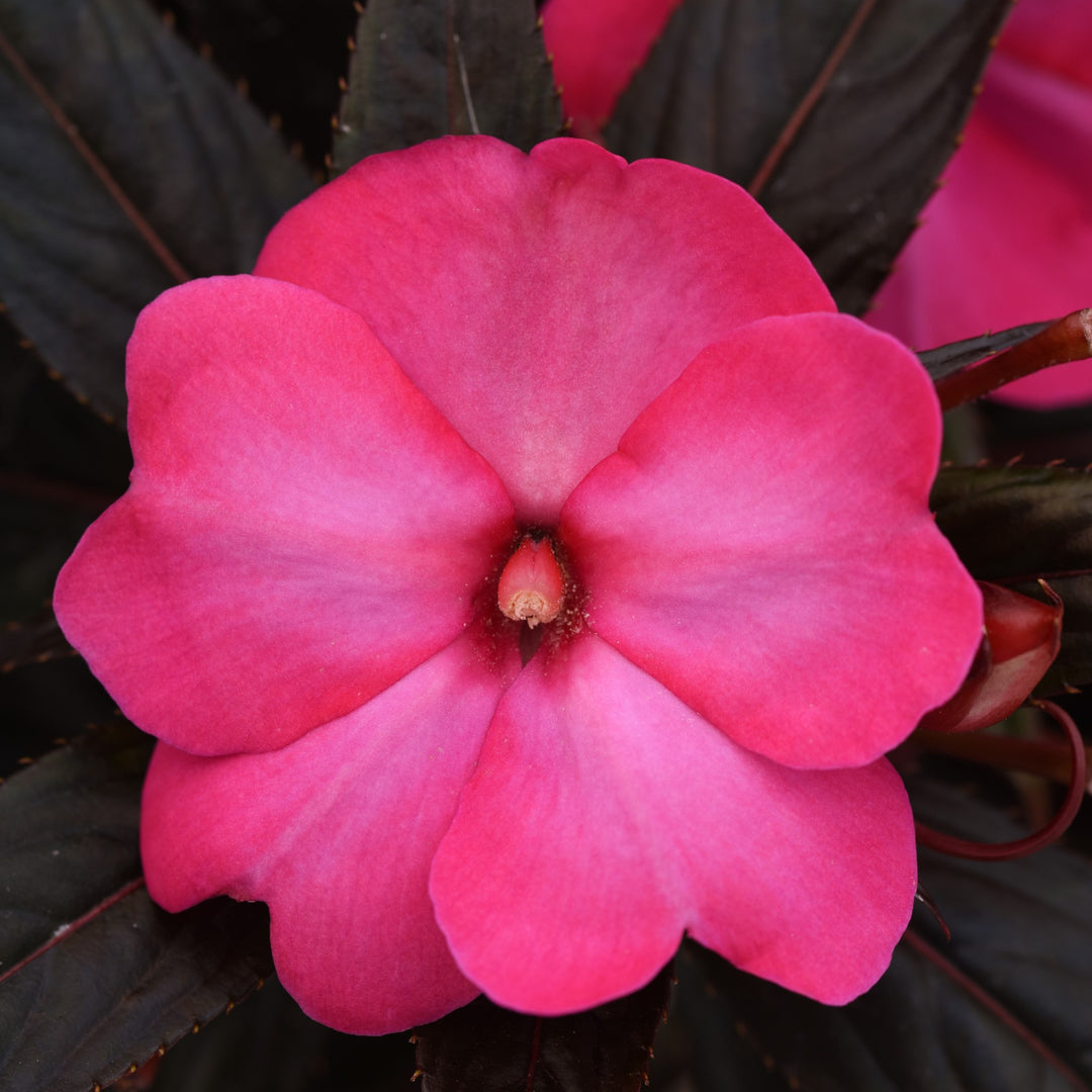 Impatiens hawkeri 'Balclohopi' ~ Clockwork™ Hot Pink Glow New Guinea Impatiens-ServeScape