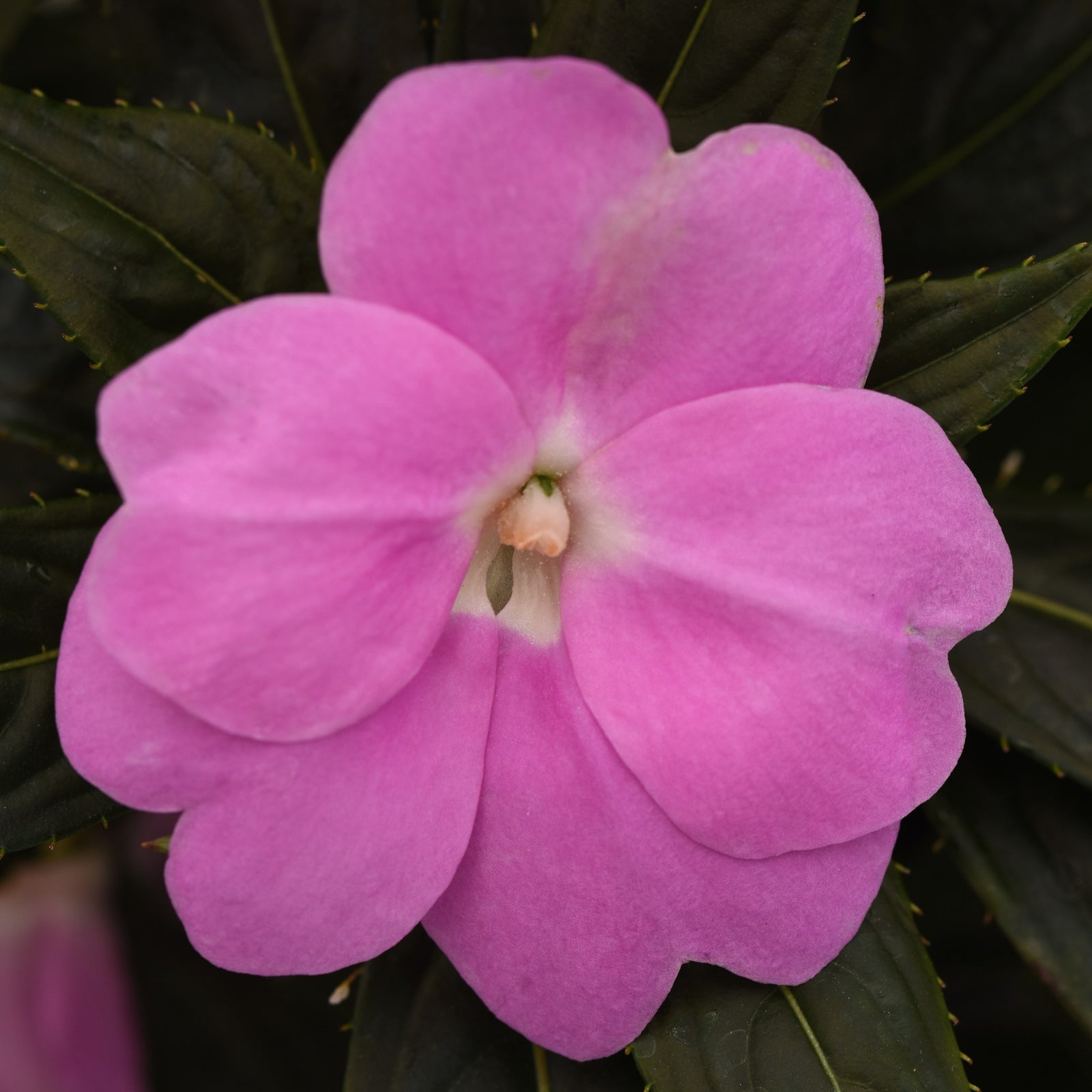 Impatiens hawkeri 'Balclolav' ~ Clockwork™ Lavender New Guinea Impatiens-ServeScape