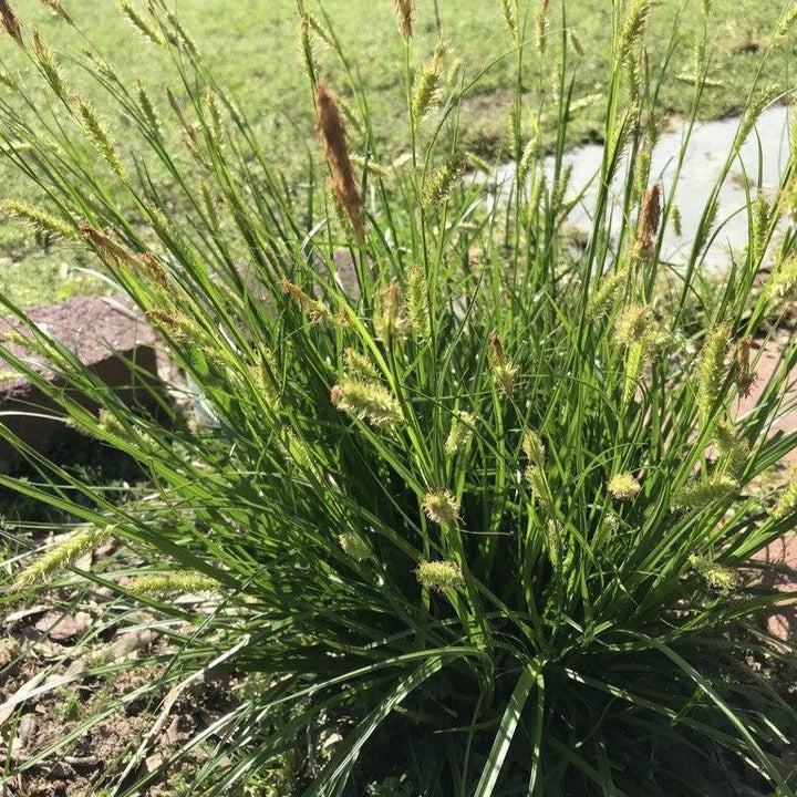 Carex cherokeensis ~ Cherokee Sedge-ServeScape