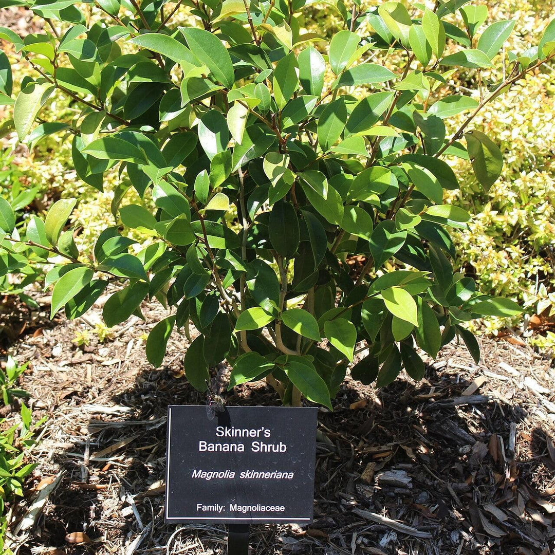 Magnolia figo var skinneriana ~ Skinner's Banana Shrub-ServeScape