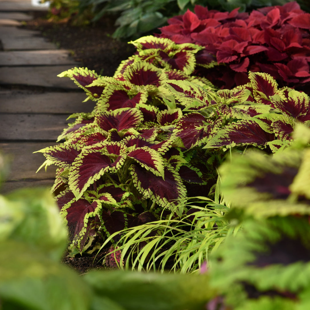 Solenostemon 'Kakegawa CE13' ~ Kong® Scarlet Coleus-ServeScape