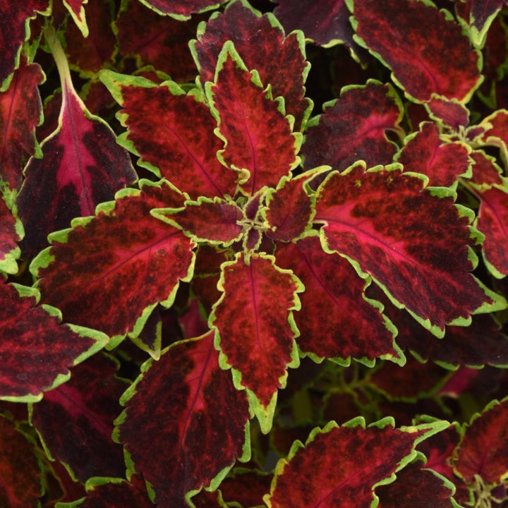 Solenostemon scutellarioides 'SAKCOL023' ~ Partytime™ Ruby Punch Coleus-ServeScape