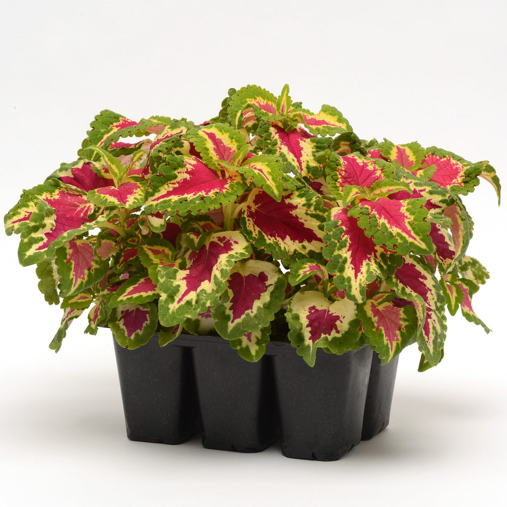 Solenostemon scutellarioides 'PAS2026' ~ Wizard® Rose Coleus-ServeScape