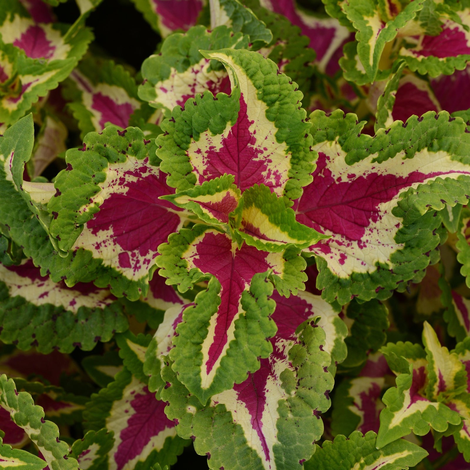Solenostemon scutellarioides 'PAS2026' ~ Wizard® Rose Coleus-ServeScape
