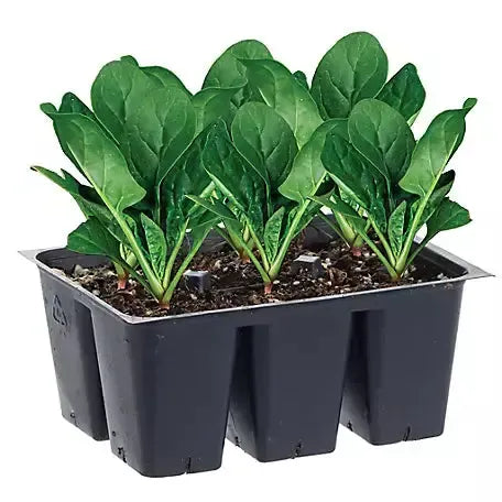 Assorted Vegetables ~ Cool Season Vegetables (1.2qt 6-pack )