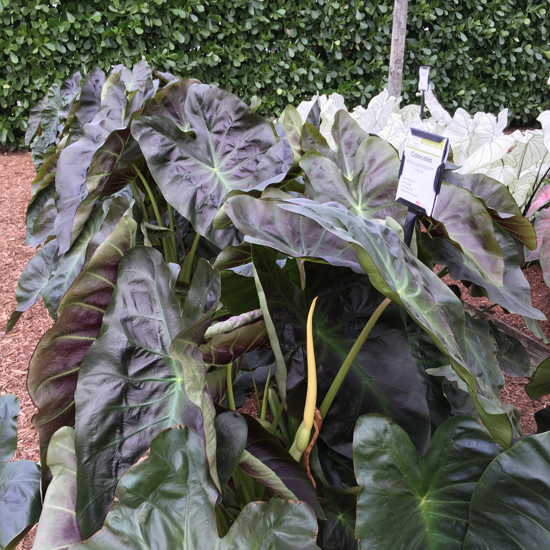 Colocasia esculenta 'Maui Aloha' ~ Royal Hawaiian® Aloha Elephant Ear-ServeScape