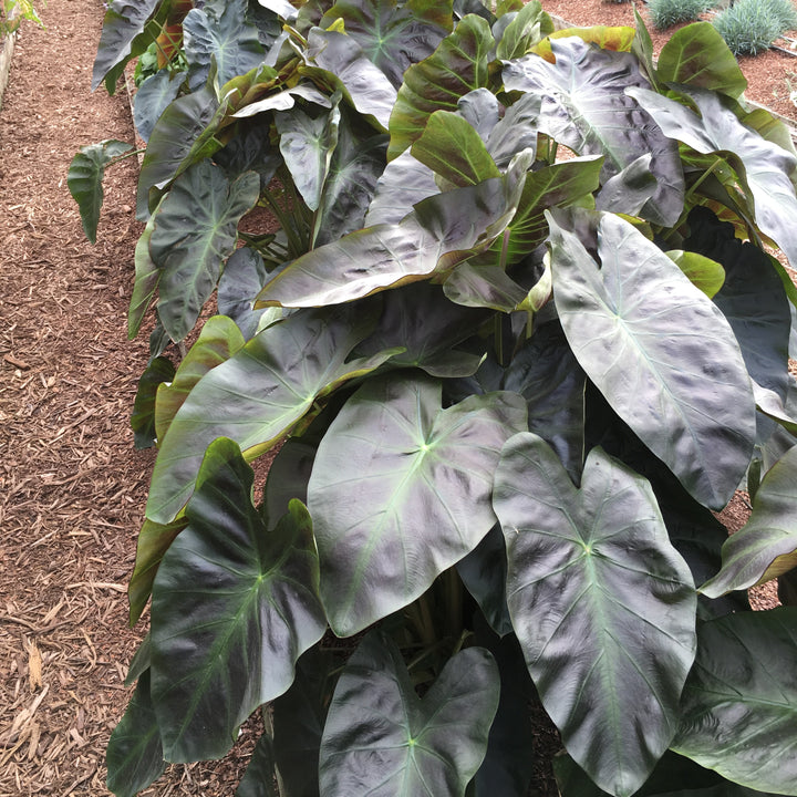 Colocasia esculenta 'Maui Aloha' ~ Royal Hawaiian® Aloha Elephant Ear-ServeScape