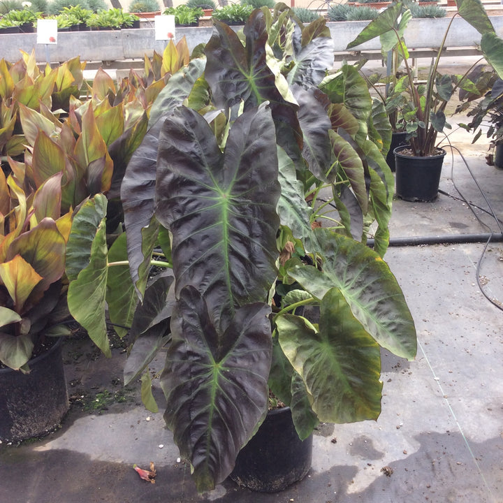 Colocasia esculenta 'Maui Aloha' ~ Royal Hawaiian® Aloha Elephant Ear-ServeScape