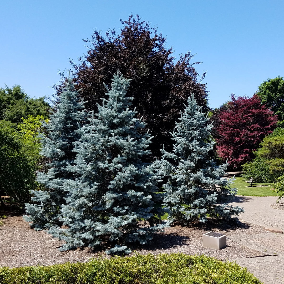 Picea pungens var 'Glauca'~ Colorado Blue Spruce-ServeScape