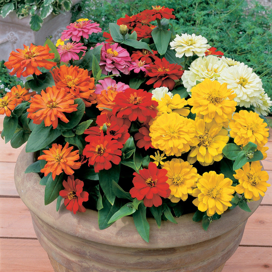 Zinnia elegans ‘Short Stuff Mix’ ~ Short Stuff Mix Zinnia-ServeScape