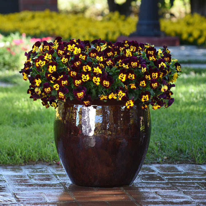 Viola x wittrockiana 'PAS1197784' ~ Cool Wave® Fire Trailing Pansy-ServeScape
