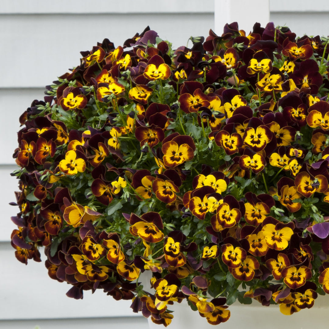 Viola x wittrockiana 'PAS1197784' ~ Cool Wave® Fire Trailing Pansy-ServeScape