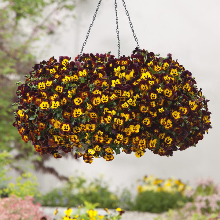 Viola x wittrockiana 'PAS1197784' ~ Cool Wave® Fire Trailing Pansy-ServeScape