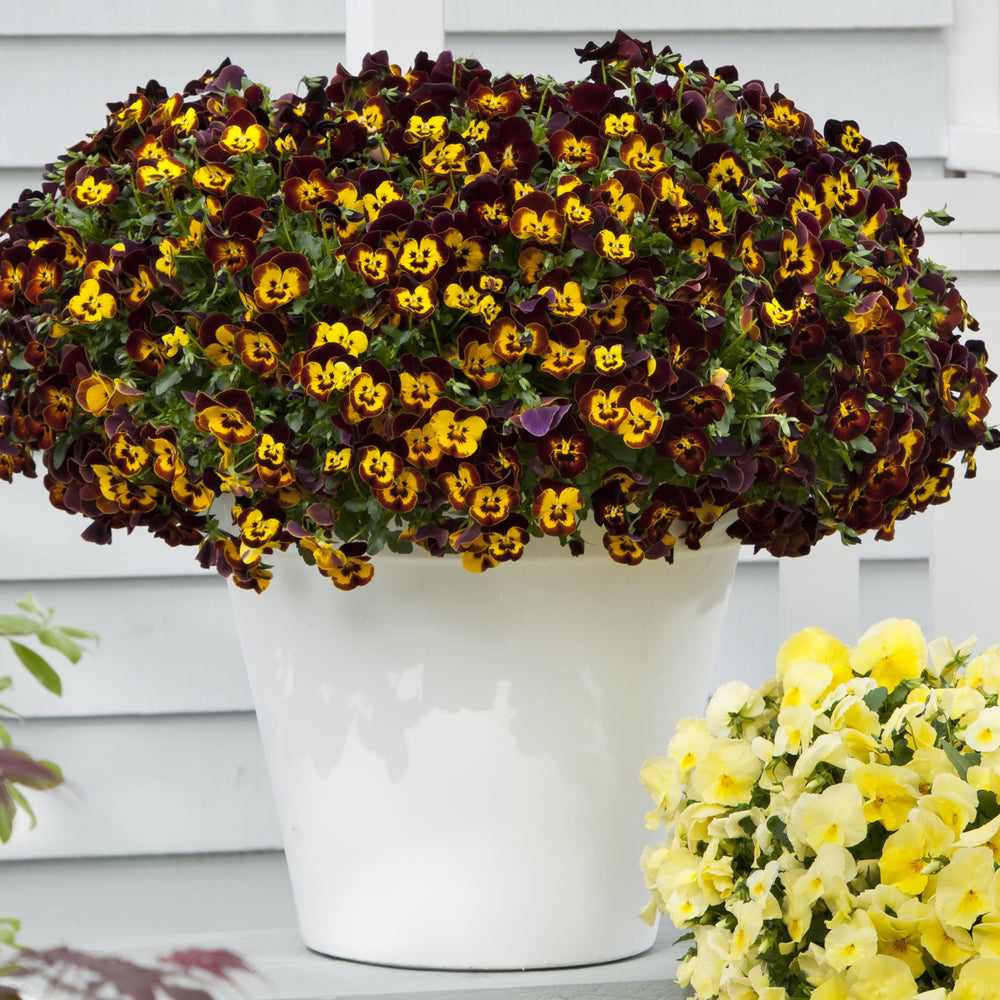 Viola x wittrockiana 'PAS1197784' ~ Cool Wave® Fire Trailing Pansy-ServeScape