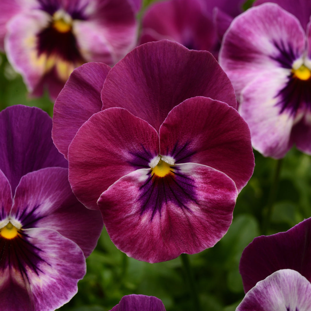 Viola x wittrockiana 'PAS1196270' ~ Cool Wave® Raspberry Pansy-ServeScape