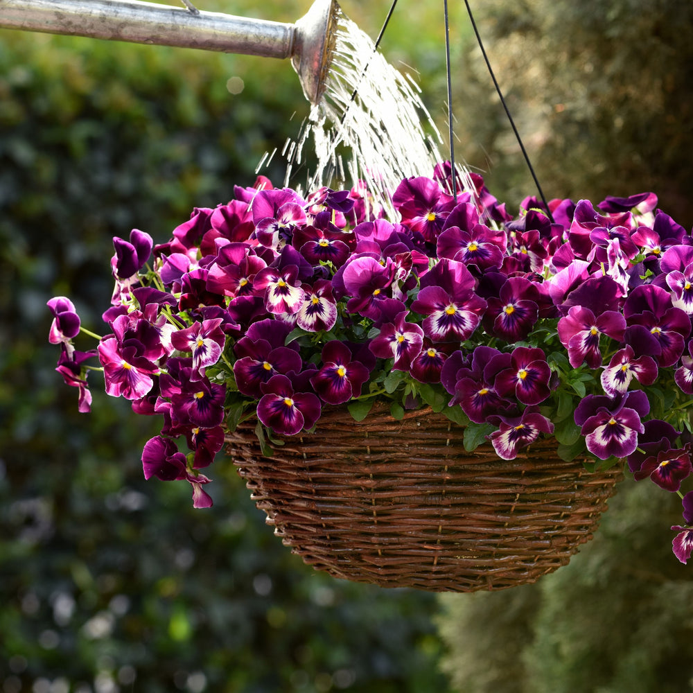 Viola x wittrockiana 'PAS1196270' ~ Cool Wave® Raspberry Pansy-ServeScape