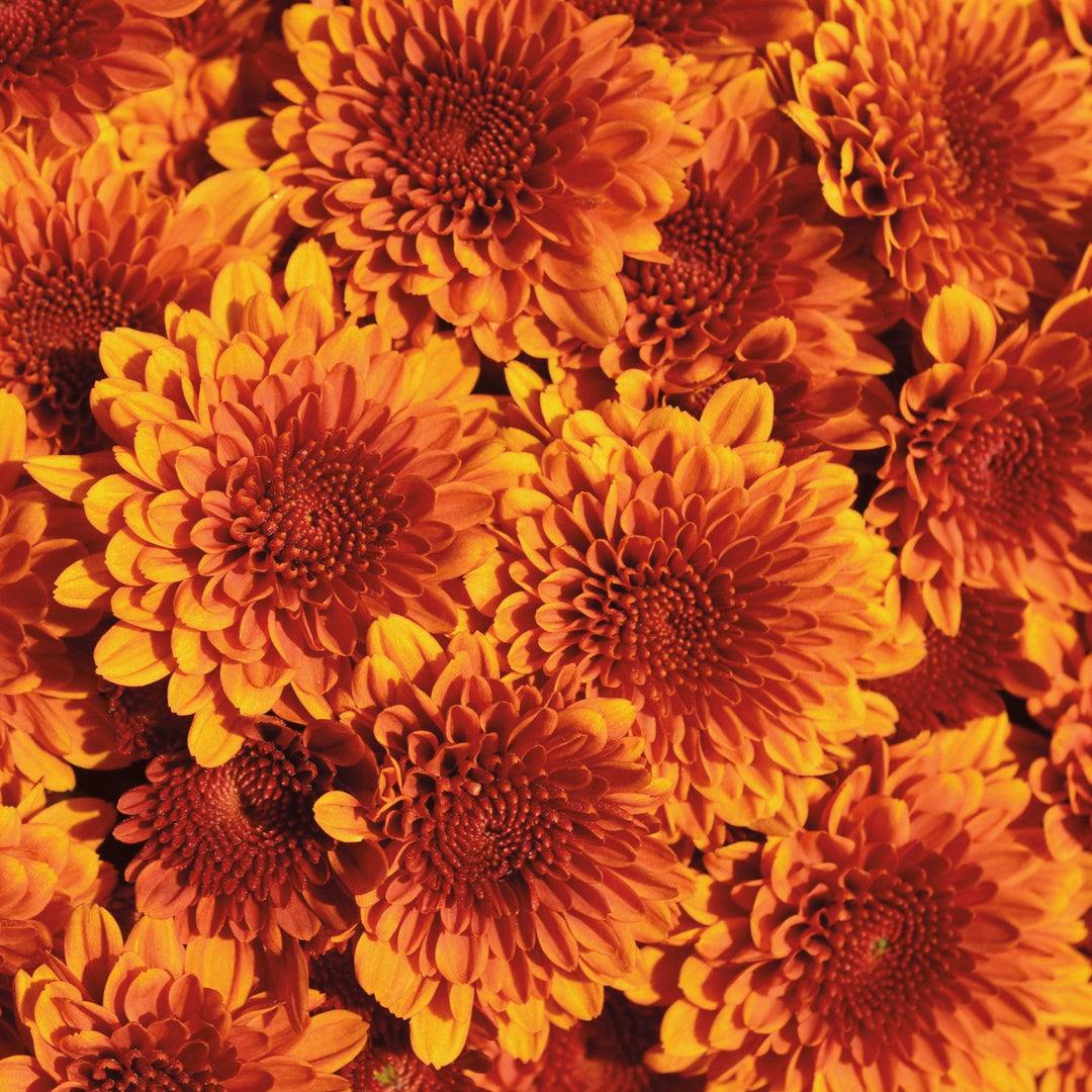 Chrysanthemum x morifolium 'Zanmucopper' ~ Copper Coin Bronze Mum-ServeScape