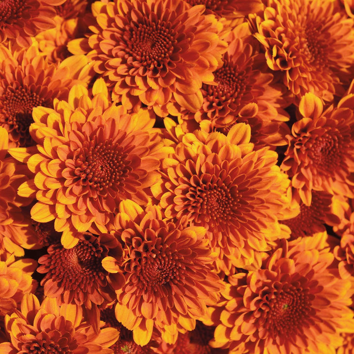 Chrysanthemum x morifolium 'Zanmucopper' ~ Copper Coin Bronze Mum-ServeScape