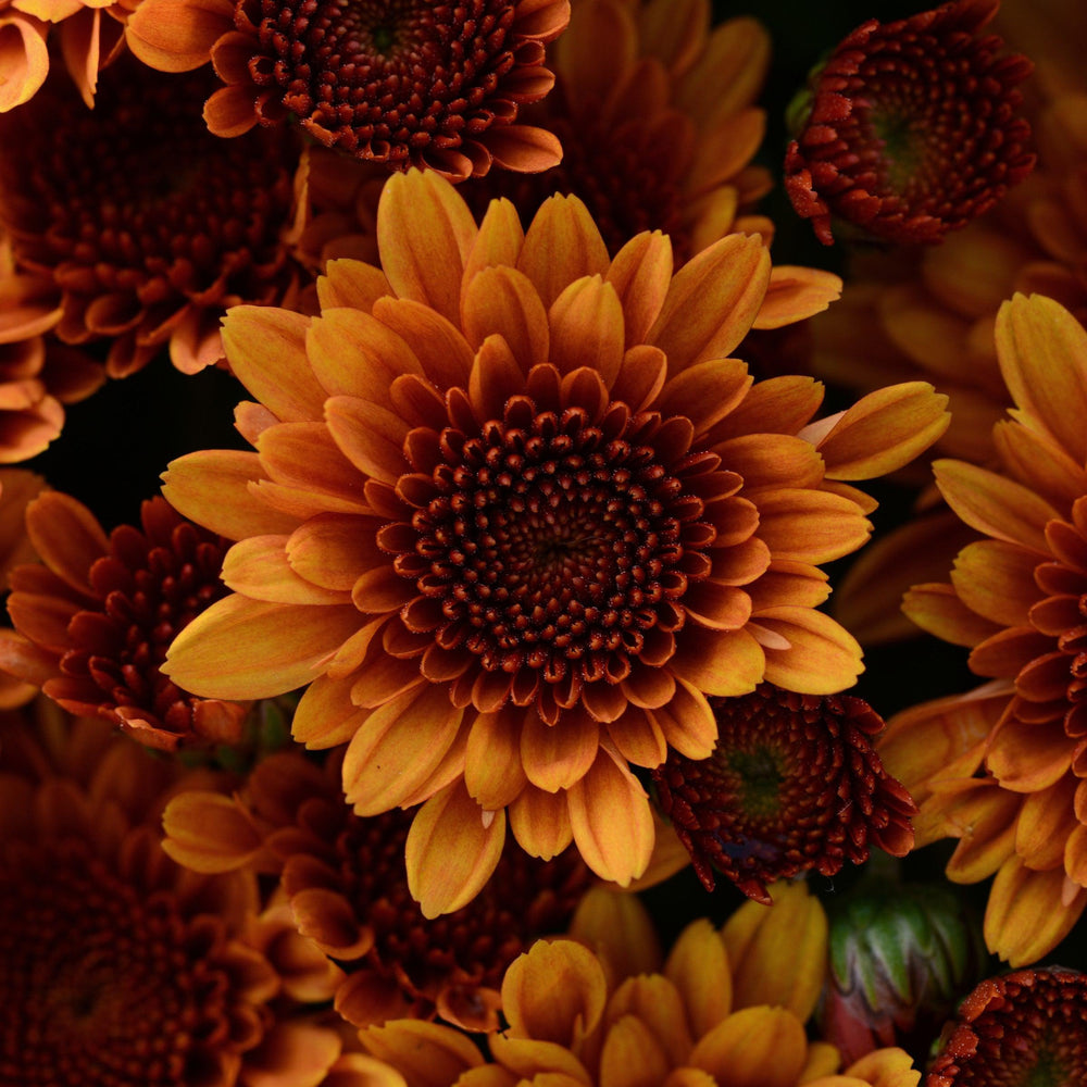 Chrysanthemum x morifolium 'Zanmucopper' ~ Copper Coin Bronze Mum-ServeScape