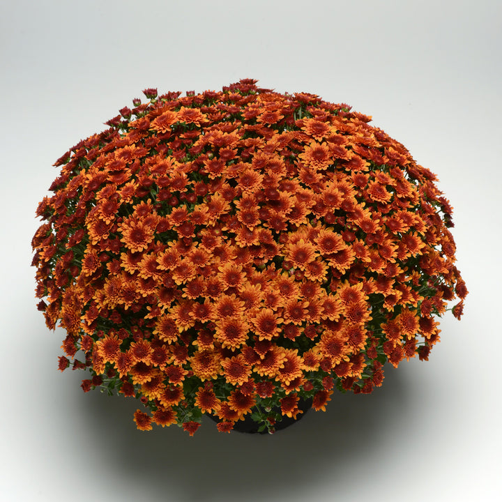 Chrysanthemum x morifolium 'Zanmucopper' ~ Copper Coin Bronze Mum-ServeScape